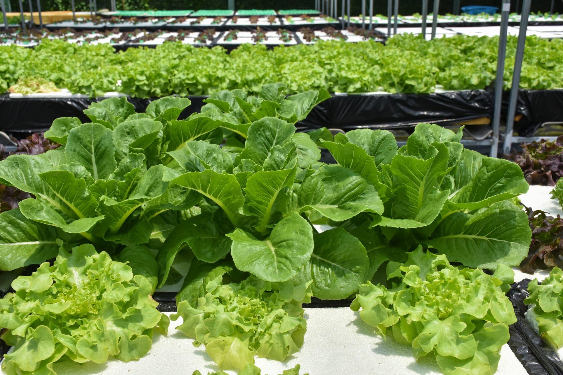 Variedades de alfaces frescas em cultivo hidropônico