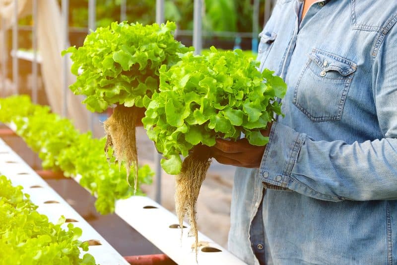 Agricultor colhendo alfaces hidropônicas