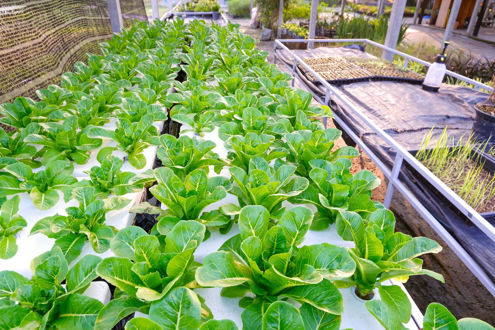 Estufa hidropônica com fileiras de alfaces verdes cultivadas em sistema hidropônico no Parque Villa-Lobos