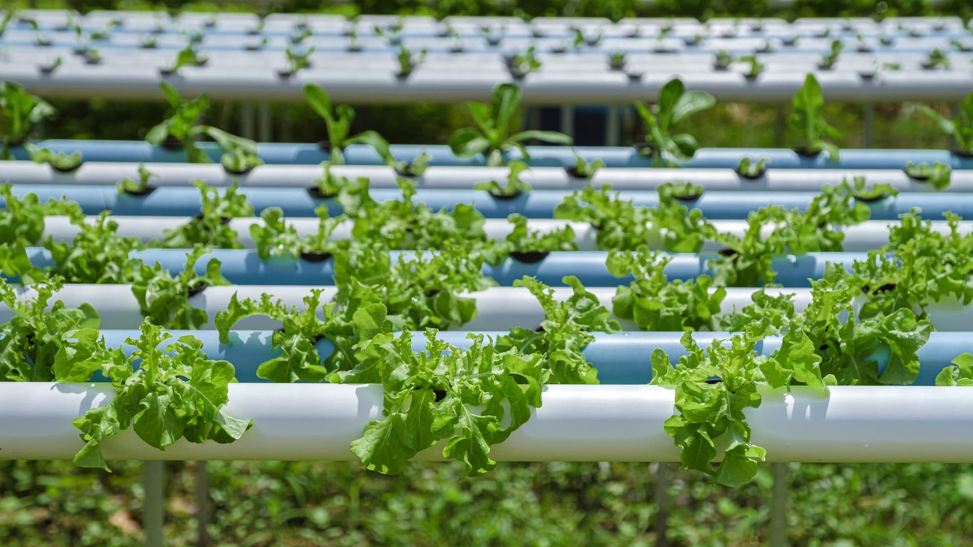 Fileiras de alfaces crescendo em sistema hidropônico